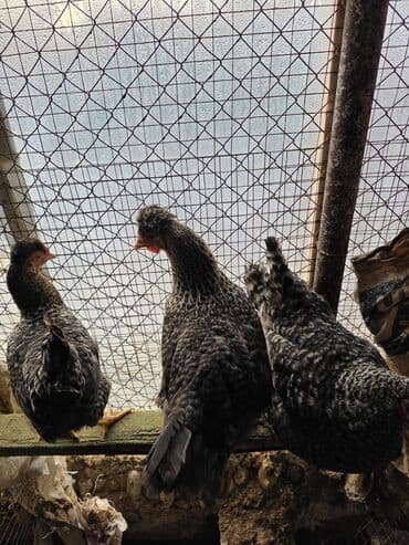 Mal-qara: Toyuq, Damazlıq — 4