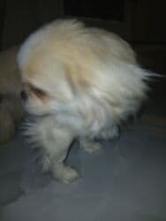 xaski iti: Pekines, 10 ay, Dişi, Peyvəndli, Ödənişli çatdırılma — 1