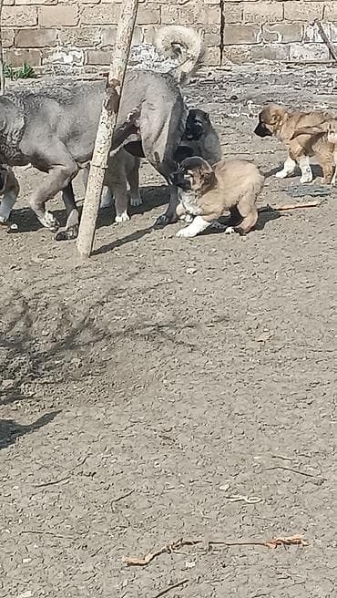 ördək neçə günə bala çıxarır: Kanqal — 6