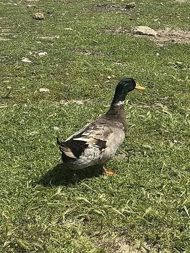 ordek satisi: Yaşıl baş erkeylər satılır tam sağlamdı erkey çox olduğu üçün satılır — 4