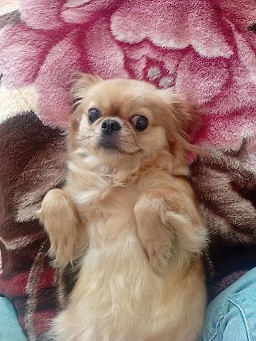 cin bildircin: Pekines, 9 ay, Dişi, Peyvəndli, Pulsuz çatdırılma — 2