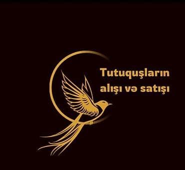 derzi quşu: Salam.Dekorativ quslar qrupuna qosulmaq isteyenler mobil vatsap — 1