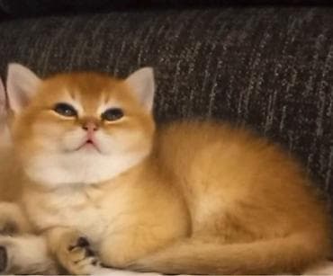 pisi: Britan, Erkək, Yaxşı əllərə, Ünvandan götürmə — 1