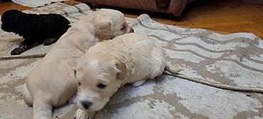 zvanoq itleri: Pudel, 1 ay, Dişi — 3