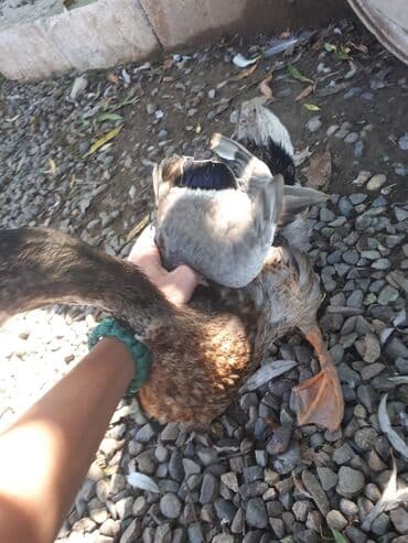 kuban ördek: Erkək, | Kuban, Ətlik, Ünvandan götürmə — 1