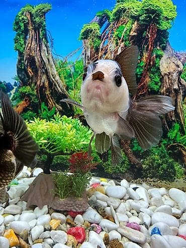 balığlar: Dördbucaq akvarium, Balıqlarla birlikdə, 75 l — 3