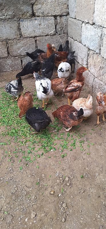 toyuq cucə: Toyuq cücələri, Damazlıq, Ödənişli çatdırılma — 4