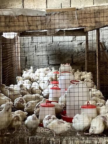 Kənd təsərrüfatı quşları: Məhsul: Bildircin və bildircin yumurtası - Cins: Ağ (tetra/texas — 5