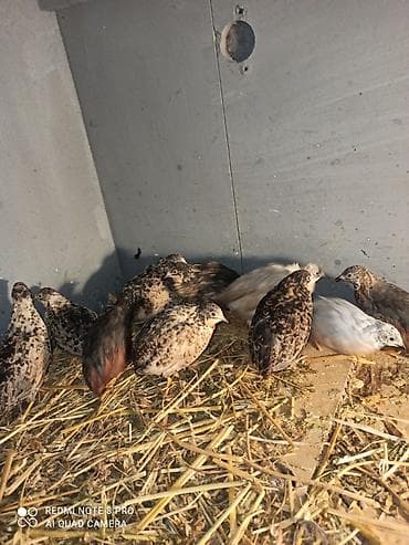 Mayalı çin bildirçin yumurtası 60qəpiyden.ve tek xoruzlari bir edetı — 8
