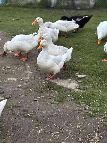 Mürəbbələr: ✔️Mayalı ördək yumurtası satılır❗️0,60 qəp❗️ Kənd şəraitində — 5