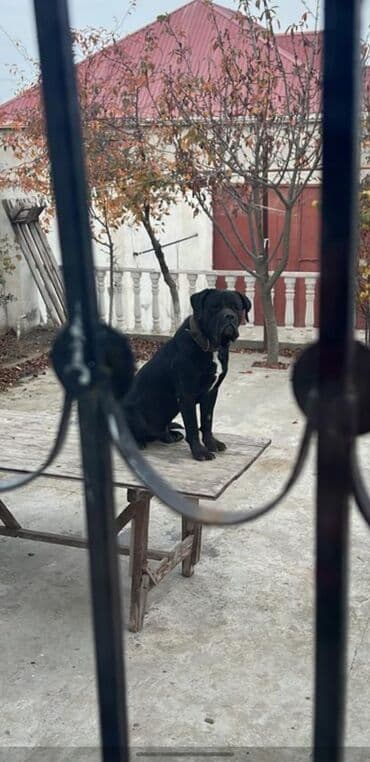 cütləşdirmək üçün: Kane-Korso, Peyvəndli — 1