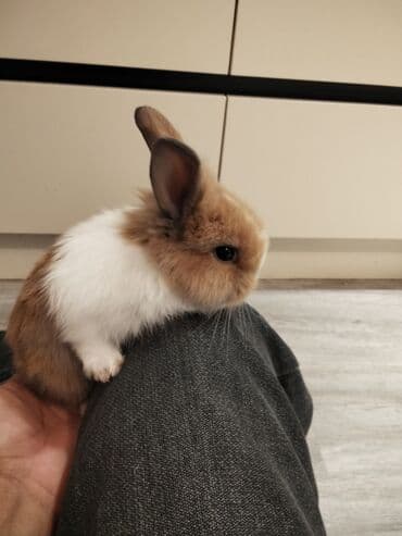 dovşan yuvasi: Salam karlık dovşan satılır böyuməyən erkəydi — 2