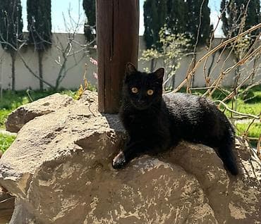 etibarli ellere pisik verirem: ⚠️Pişiklərə düzgün qayğı göstərməyə, keyfiyyətli yemlə təmin etməyə — 10