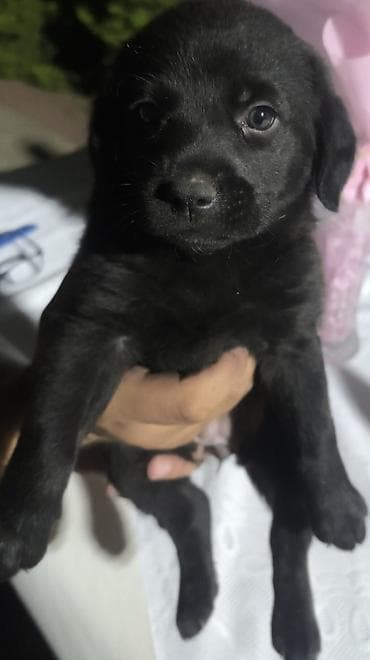 Labrador-retriver, 1 ay, Dişi, Ünvandan götürmə, Pulsuz çatdırılma, Ödənişli çatdırılma