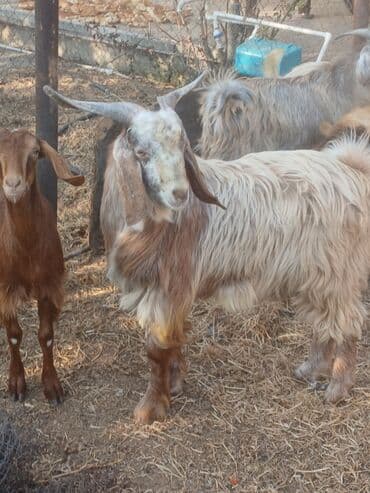 sort keciler: Boz-qonur rəng çalarlarında, uzun tüklü, iri buynuzlu keçi — 1