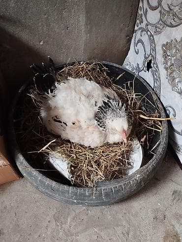 toyuq bazari: Курица, Для разведения — 2