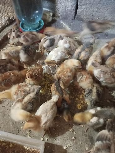 Toyuq cücələri, Ətlik, Ünvandan götürmə lalafo.az -da Toyuq cücələri, Ətlik, Ünvandan götürmə