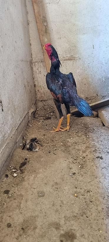 lider 55 cücələri: Heyratı Chu Şhamo. Yanvarda çıxıb, 4 kq-a yaxın Çəkisi Var — 1