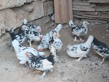 pisik evi satilir: Yaponka cuceleri var satiwda3. 4 gunlukduler yumurta wekeryemle — 10