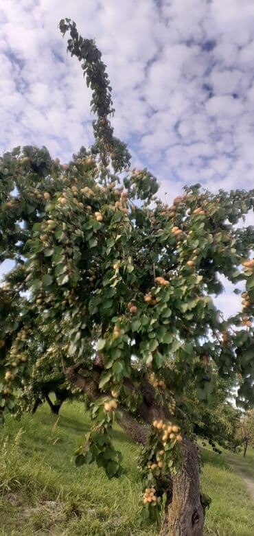 tebii alma sirkesi satisi: Məhsul: Ərik bağı – yetişmiş ərik meyvələri Təsvir: - Şəkillərdə — 1