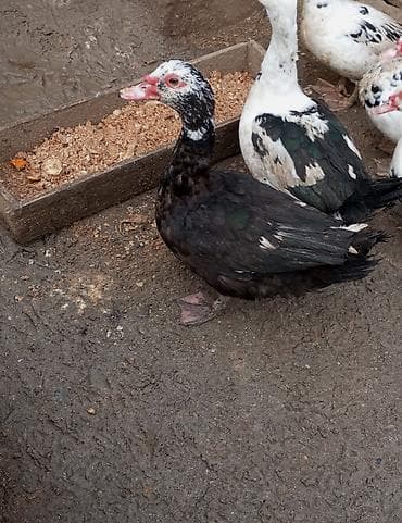 pitbull tap az: Erkey Muscovy ördəyi (barbarı) – qara rəngli, ağ ləkəli baş və qırmızı — 4