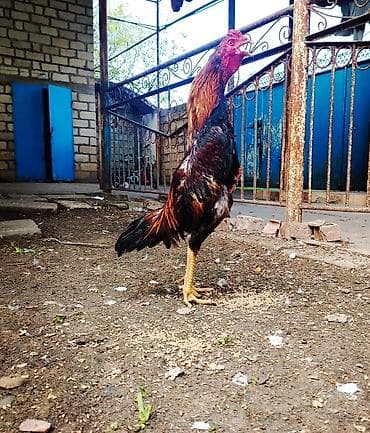 cücə və xoruz təmsil: Təmuz cins təmiz qan hevan axdaranlar narahat etsin 8 aylıq beçədi — 3