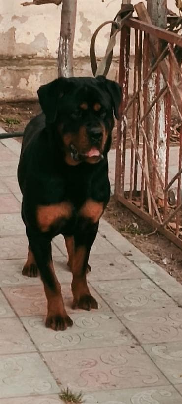 pisik evi: Şotland yastı qulaq — 2