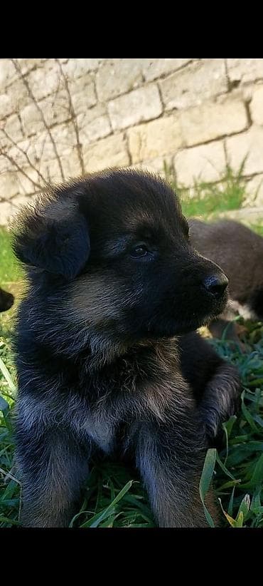 ucuz it yemleri: Alman çoban iti, 1 ay, Erkek, Ünvandan götürmə — 5