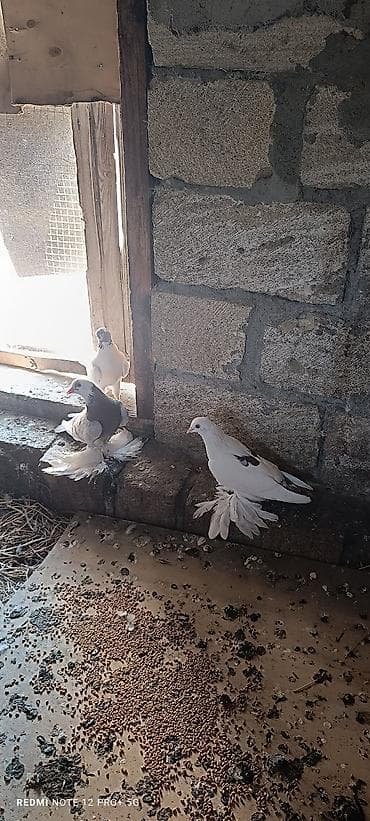 heyvan bazari quslar: Cütü 60 m tam sağlamdılar — 1
