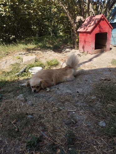 ov itləri: Pekines, 2 il, Dişi — 1