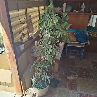 qab gulleri: Bitki: Şeflera (Schefflera arboricola, “cəngəl çətiri”) Tip: Otaq — 1