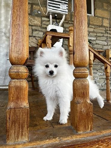 heyvanlar keci: Şpitz, Erkek — 3