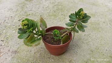 Кухонные принадлежности: Kalanxoe (Kalanchoe) – saksı sukulenti - Növ: Kalanxoe (çiçək açan — 2