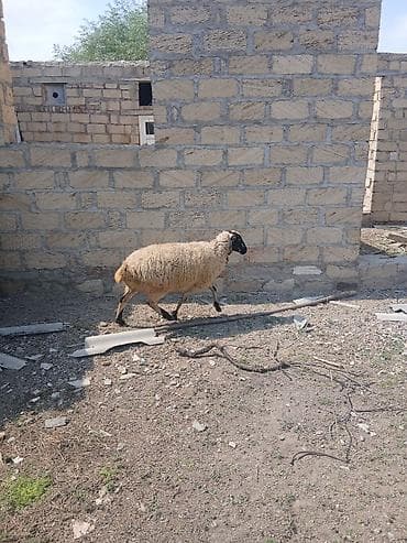 qoyun: Boğaz yelin açmış qoyun satıLır — 3
