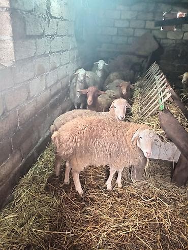 naxcivan heyvan elanlari: Qoyun sürüsü satılır 8 dene erkey quzu satılır - Növ: yerli qarışıq — 7