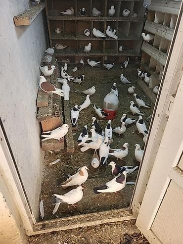 tap. az itler: Məhsul: Ev göyərçinləri sürüsü Təsvir: - Şəkillərdə müxtəlif rəng — 5