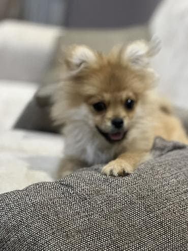 ucuz it: Şpitz — 1