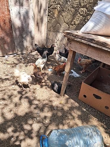Colpalar satilir 1 ededi 6 manata