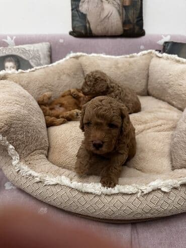 той пудель цена в баку: Пудель, 2 года, Самец, Для вязки — 7