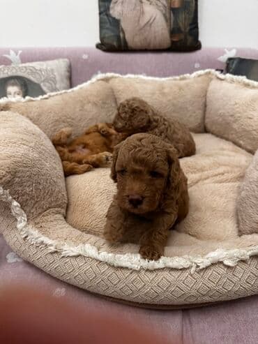 qiz ucun toy donlari: Pudel, 2 il, Erkek, Cütləşmə üçün — 3