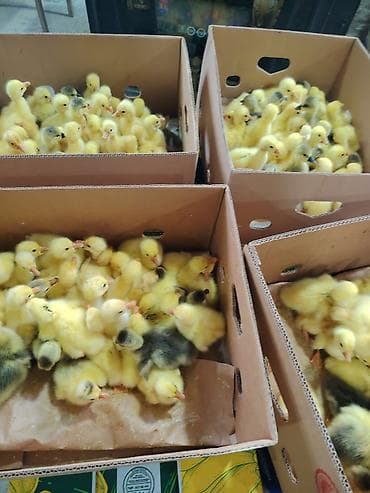 Gəmiricilər: Məhsul: qaz cücələri ( sarı tüklü balaca qaz balaları) Təsvir: - — 3