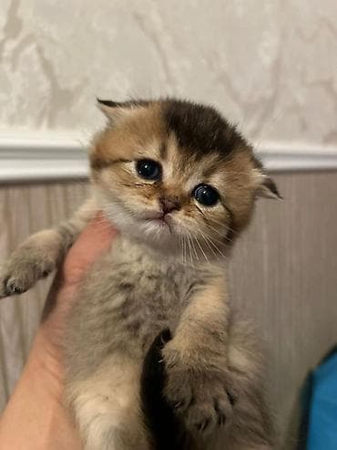 pişiy: Britan — 2