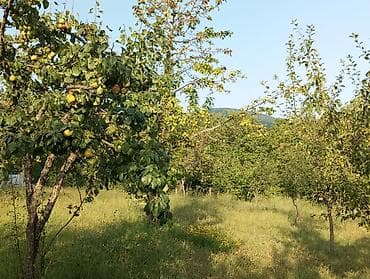 ismayıllı torpaq: 20 sot, Tikinti, Mülkiyyətçi — 10