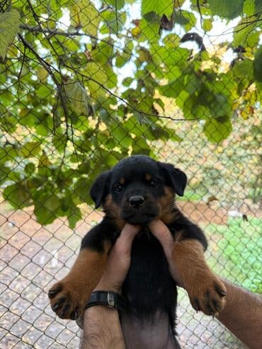 dişi quzu: Rotveyler, 2 ay, Dişi, Peyvəndli, Ünvandan götürmə — 5