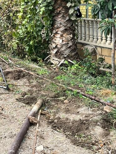 kətan toxumu hardan almaq olar: Satılır: hündür dekorativ palma ağacı - Növ: fan formalı yarpaqları — 1