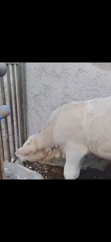 dovşan satışı: Satışda: 2 baş ətlik buzaq - Növ: erkək buzaqlar - Rəng: açıq krem və — 5
