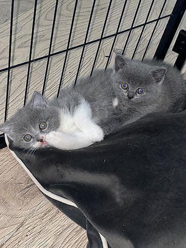 pişik oyuncaqları: Şotland — 1