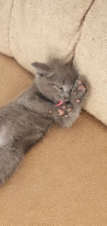 pişik satışı ucuz: Tabbi, Erkək — 4