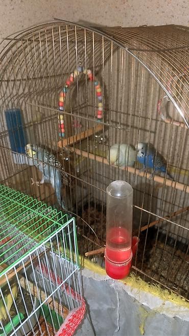 Yuvalar: 11 PAPUQAY 7 DİSİ BALADİ 2 AYLİQDİLAR HAZİR CUTLERDİ 2 QƏFƏSLƏ — 3