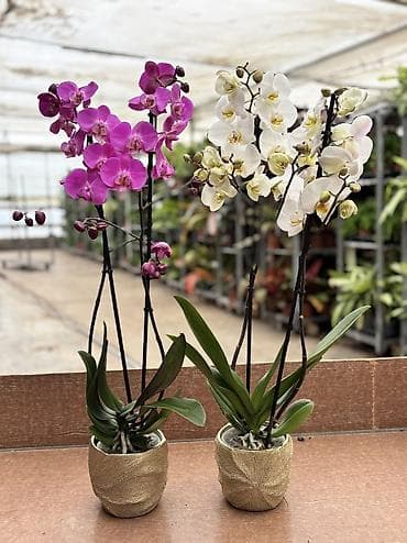 badam baglari: Orxideya sadə dibçəyində 40azn. Hədiyyəlik bağlama əlavə 2azn — 3